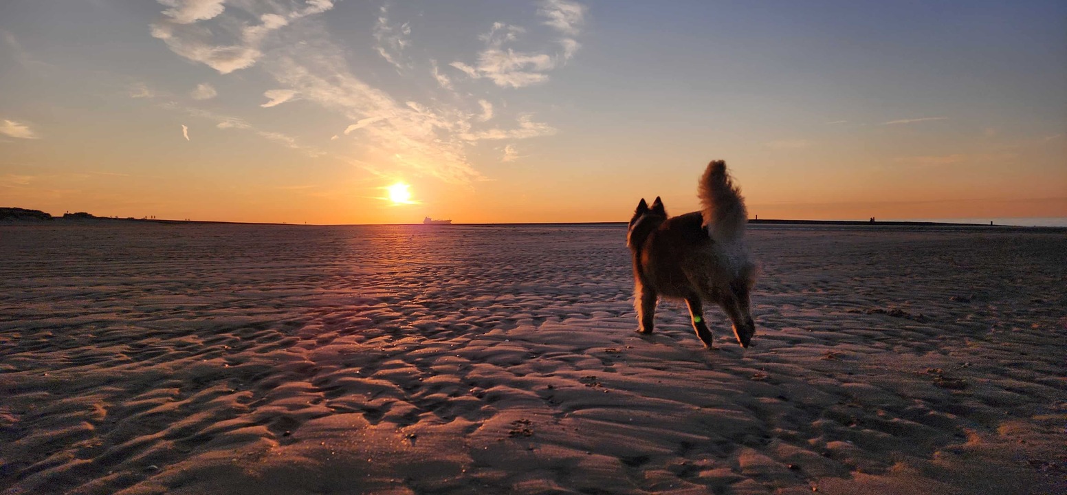 Mäin Hond, deen Owes iwwert de Strand leeft